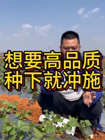云南文山平原街种下15天的丝滑表现#农业种植 #红薯种植 #红薯种植技术 #节点施肥 #根壮霸