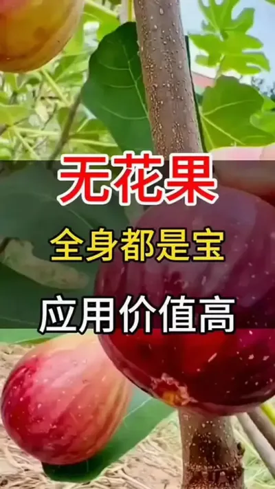 ޻Щ#ͥݪֲ#޻