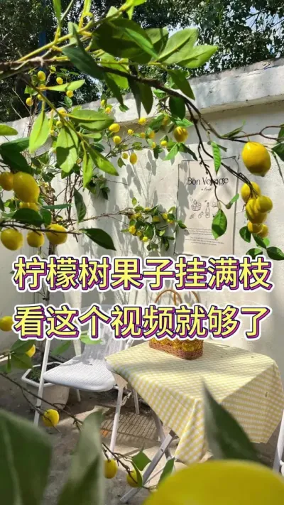 柠檬树果子挂满枝看这个视频就够了#柠檬树怎么养 #柠檬树盆栽 #养花小知识 #养花人的乐趣 #花卉绿植