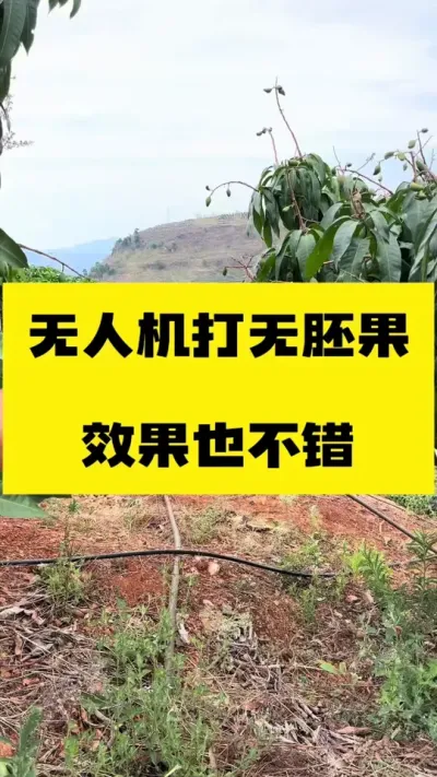 无人机打拉长膨大素效果，高科技的力量，大树 #农业种植 #无人机植保 #果树管理