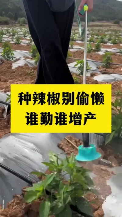 种辣椒别偷懒，谁偷懒谁减产#农业种植 #三农 #抖音新农人