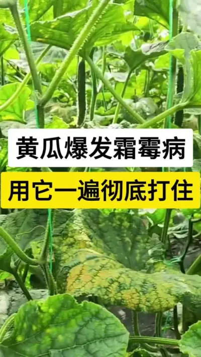 黄瓜爆发霜霉病，用它一遍彻底打住 #黄瓜种植 #黄瓜种植技术 #黄瓜 #霜霉病 #服务三农支持三农