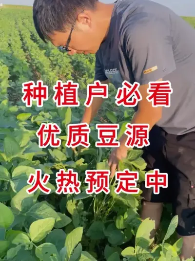 国审高产大豆品种，火爆预定中 #三农流量扶持计划 #抖音助农 #产量特别高 #大豆种植 #农业种植