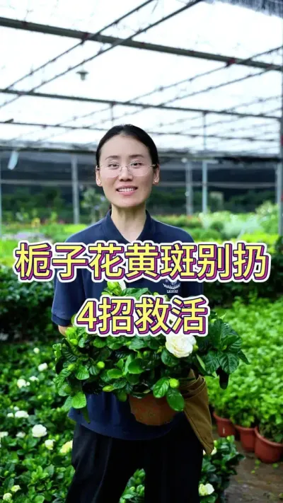 栀子花黄斑别扔4招救活#栀子花 #栀子花浇水 #养花人的乐趣 #养花小知识 #花卉绿植