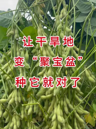 夏播品种上市！比普通大豆多结30%豆荚 #三农流量扶持计划 #抖音助农 #农业种植 #大豆种植 #产量特别高