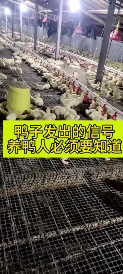 #鸭子 #肉鸭养殖 #禽病防治 #养鸭技术 #养鸭人