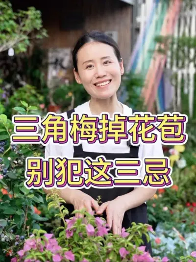 三角梅掉花苞，别犯这三忌#三角梅 #三角梅养护 #养花小知识 #养花人的乐趣 #花卉绿植