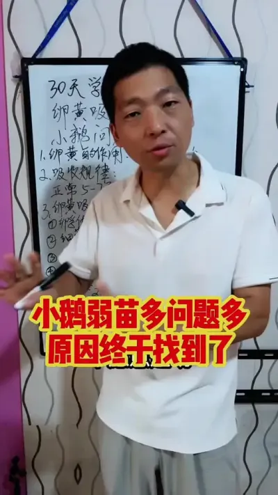 小鹅弱苗多疾病多，原因终于找到了。#养鹅 #鹅苗 #养鹅技术 #狮头鹅 #养鹅人