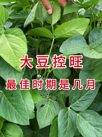 大豆控旺这个时期最安全 #三农流量扶持计划 #抖音助农 #农业植保知识分享 #大豆种植 #三农