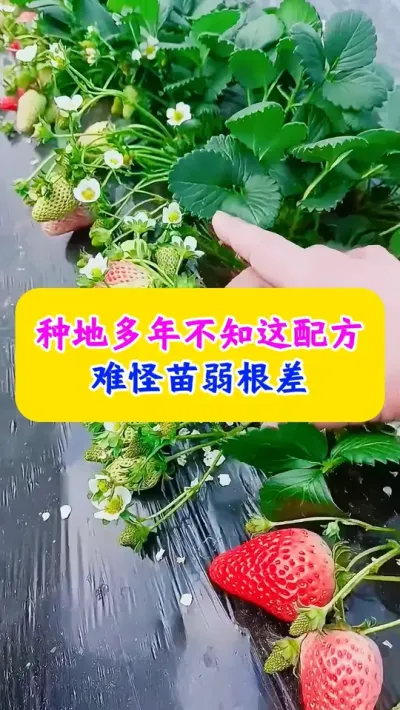 种地多年不知这配方，难怪苗弱根差#三农 #农业技术推广 #农业技术 #种植小技巧 @抖加🔥上热门🔥dou+🔥热点宝