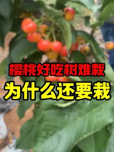 ǰ #Ӵӣ # #ӣ#˶