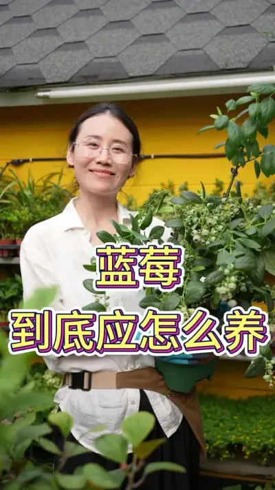 蓝莓到底应怎么养#蓝莓 #蓝莓种植#养花人的乐趣 #养花小知识 #花卉绿植