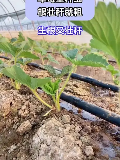 草莓茎秆细根壮秆就粗 @巨大星—龙灯膨果翟工 @巨大星-龙灯水溶肥源头厂家 @龙灯巨大星-膨果肥源头工厂 #种植小技巧 #草莓种植 #巨大星棒福根菌剂 #生根杀菌二合一 #生根快就用巨大星