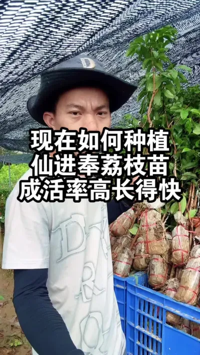 现在如何种植仙进奉荔枝苗，成活率高，生长速度快 #果树种植 #果苗供应 #仙进奉荔枝#荔枝苗