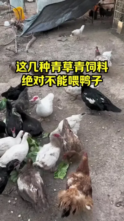 这几种青草青饲料，绝对不能喂鸭子#抖音三农#养鸭#养殖