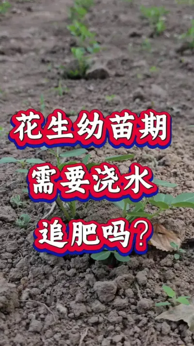 花生幼苗期需要浇水追肥吗？#花生种植 #花生高产 #种花生 #花生种植管理技术 #花生高产种植技术