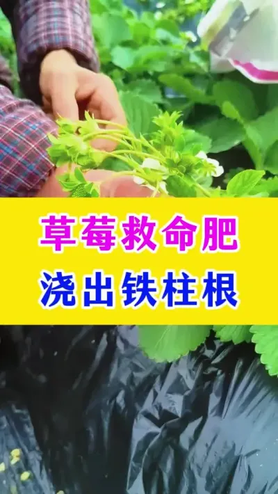 草莓救命肥，浇出铁柱根#草莓种植 #种植小技巧 #农业种植技术 #种植技术