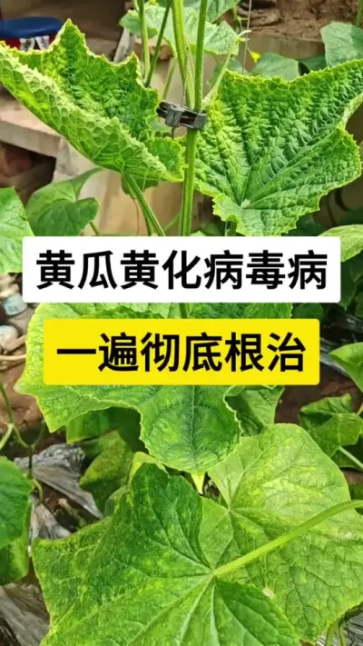 黄瓜黄化病毒病，一遍彻底根治 #黄瓜病毒病 #黄瓜高产种植 #黄瓜种植技术 #黄瓜 #农业技术推广