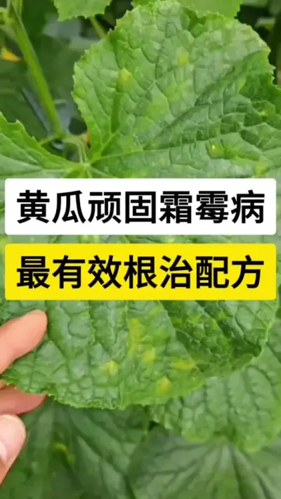 黄瓜顽固霜霉病，最有效根治配方 #黄瓜 #黄瓜种植技术 #黄瓜种植技巧 #霜霉病 #农业技术推广
