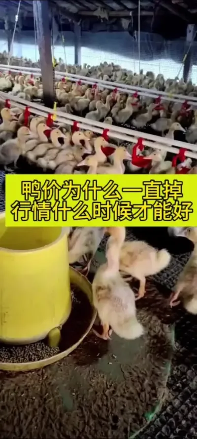 #鸭子 #养鸭人 #肉鸭养殖 #禽病防治 #养殖