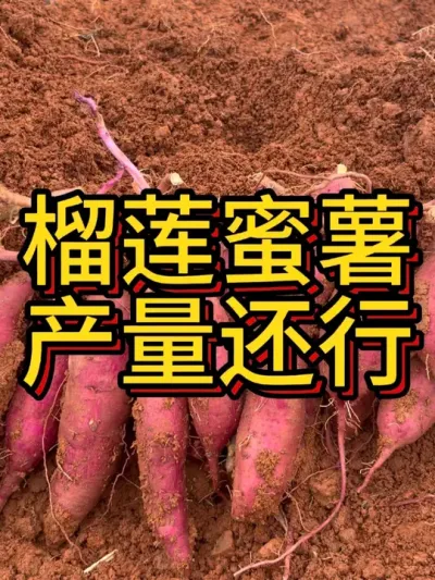 榴莲蜜薯这样种植，产量还行吗？#红薯高产种植 #红薯种植 #农业种植 #节点施肥 #增薯淋