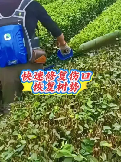 #茶人茶事茶生活 #茶树种植技术与管理 #助力三农 #茶树修剪 #茶园管理 你的春茶采完了吗