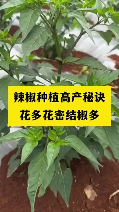 辣椒种植如何才能花多花大花齐花密，开花结果多，辣椒摘不完#辣椒种植 #三农种植 #种植小技巧