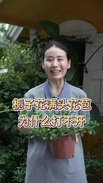 栀子花满头花苞为什么打不开？#栀子花 #栀子花养护 #花卉绿植 #养花小知识 #养花人的乐趣