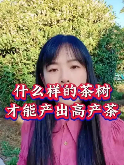 #茶树种植技术与管理 #助力茶农增收 #茶 #叶面肥这样用更高产 整个生长周期都可以用提质稳产