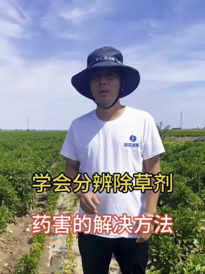 辣椒二甲戊灵药害的分辨#种植小技巧 #抖音助农扶农#三农流量扶持计划 #辣椒种植 #农业种植小技巧