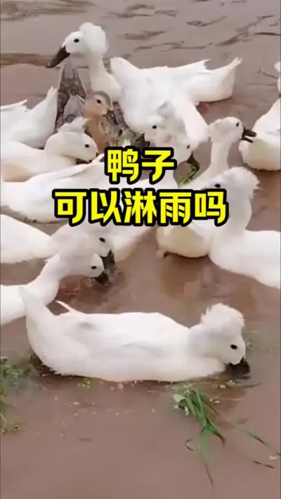 鸭子可以淋雨吗#抖音三农#养鸭#养殖
