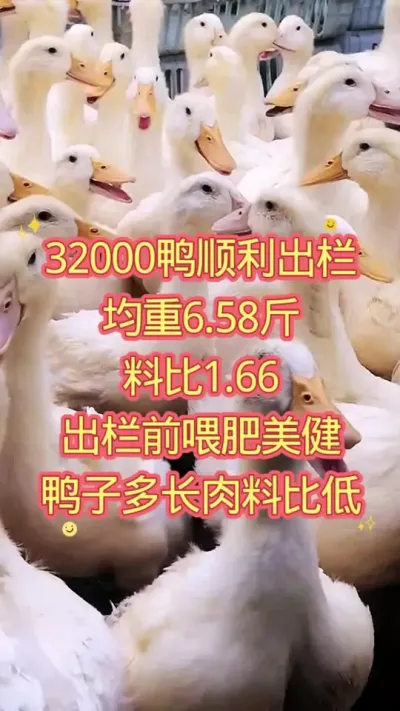 32000鸭顺利出栏  均重6.58斤  料比1.66  出栏前喂肥美健  鸭子多长肉料比低  #三农养殖 #肉鸭养殖 #养鸭人 #科学养殖 #养殖人
