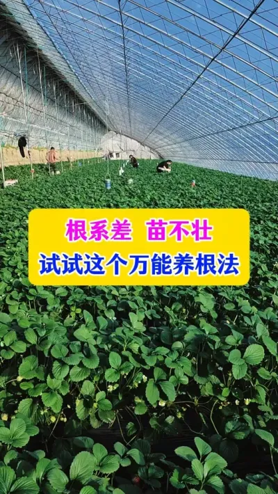 根系差苗不壮，试试这个万能养根法#草莓管理 #三农 #农业技术推广 #种植小技巧 #dou上热门