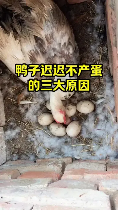 鸭子迟迟不产蛋，的三大原因#抖音三农#养鸭#养殖
