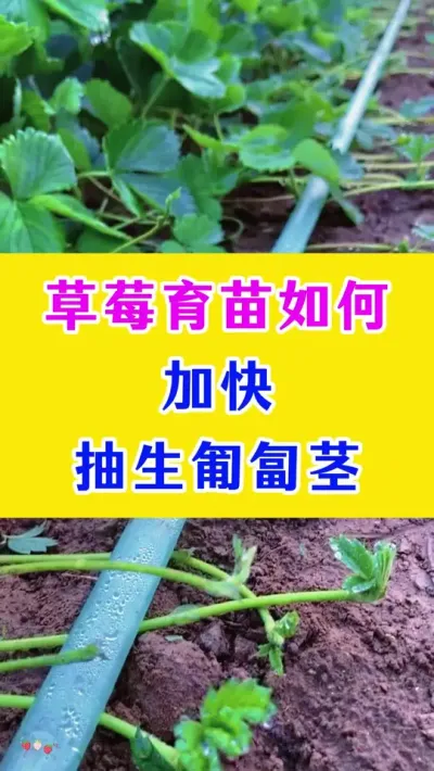 草莓育苗如何加快抽生匍匐茎#草莓种植 #种植小技巧 #农业种植技术 #种植技术