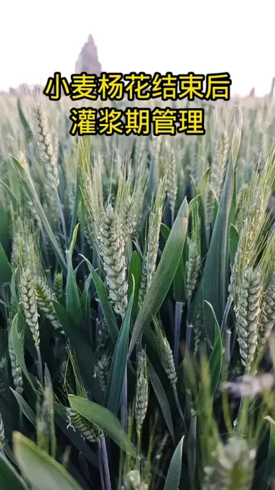 小麦杨花过后怎么管理才能高产#病虫害防治#抖音助农#肥料#小麦管理