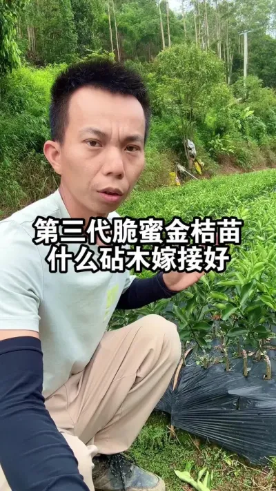 第三代脆蜜金桔苗，用什么砧木嫁接比较好呢？ #脆蜜金桔 #果苗供应 #融安金桔