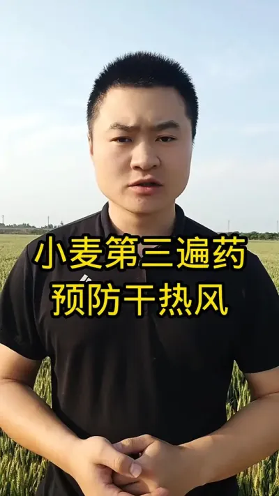 #抖音助农 #关注我每天分享农业知识 #肥料#小麦管理 #小麦管理 #高产玉米种子