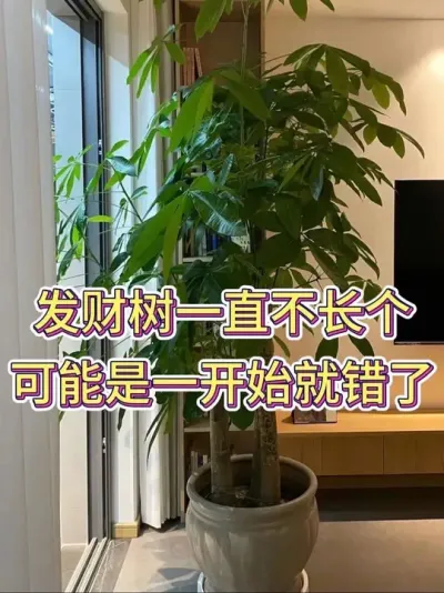 发财树一直不长个，可能是一开始就错了#发财树 #发财树养护 #花卉绿植 #养花小知识 #养花人的乐趣