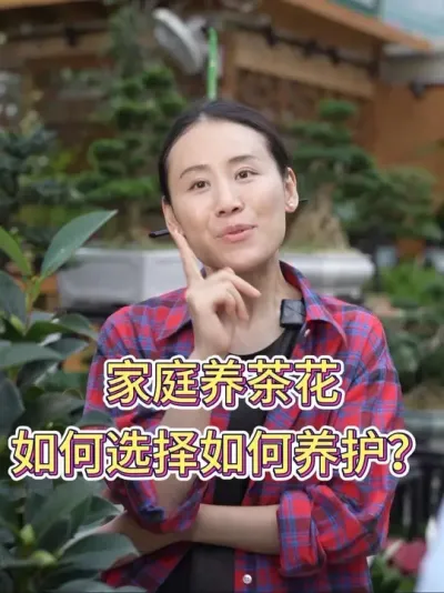 家庭养茶花如何选择如何养护？#茶花#茶花养护知识 #养花小知识 #养花人的乐趣 #花卉绿植