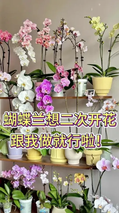 蝴蝶兰想二次开花跟我做就行啦#蝴蝶兰 #蝴蝶兰养护 #养花人的乐趣 #养花小知识 #花卉绿植