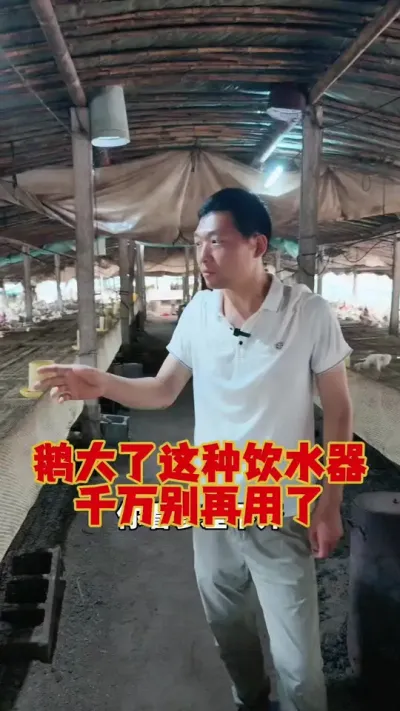 鹅大了，这种饮水器，千万不要再用了。#养鹅人 #养鹅 #鹅苗 #狮头鹅 #养鹅技术