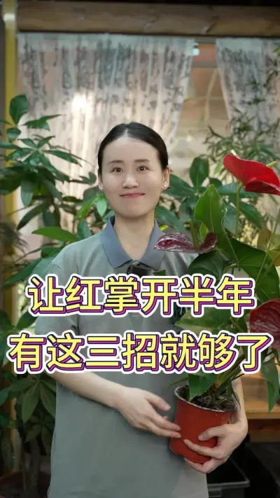 让红掌开半年，有这三招就够了#花卉绿植 #养花人的乐趣 #养花小知识 #红掌 #红掌养护