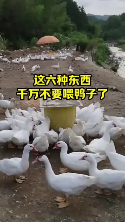 这六种东西，千万不要喂鸭子了#抖音三农#养鸭#养殖