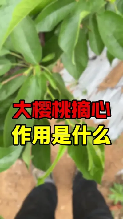 大樱桃摘心#大樱桃种植管理 #车厘子大樱桃#果树种植 #美早樱桃
