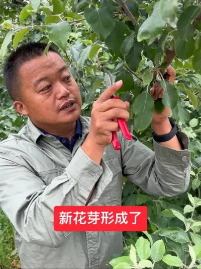 #新农人计划2025 #农业技术推广 #病虫害防治 #果树管理 #果树种植