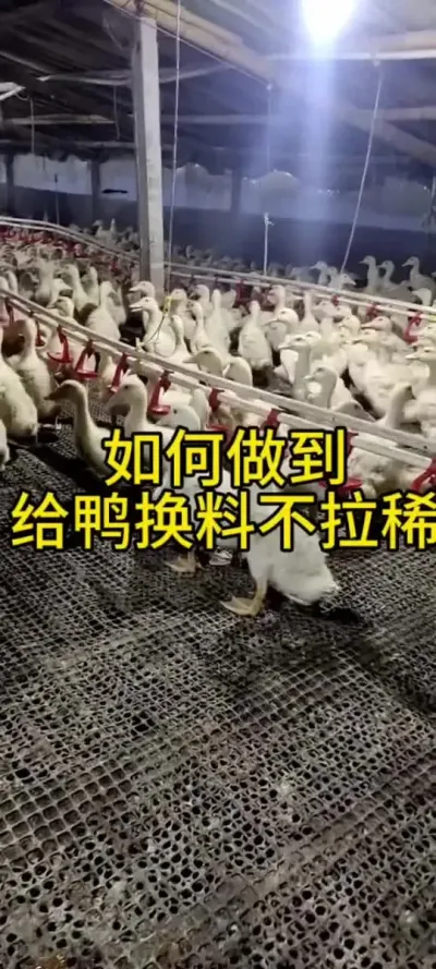 #肉鸭养殖 #养鸭人 #禽病防治 #养鸭技术 #三农