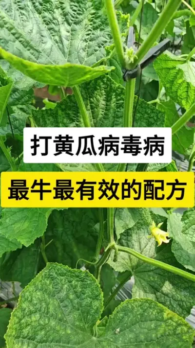 打黄瓜病毒病，最牛最有效的配方 #黄瓜种植技术 #黄瓜高产种植 #黄瓜种植 #黄瓜病毒病 #服务三农支持三农