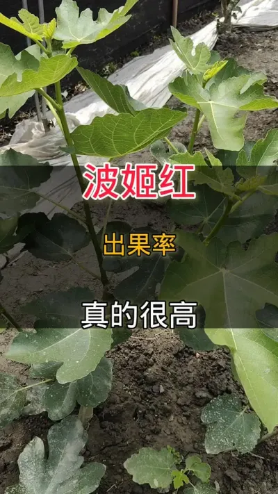 波姬红出果率很高#无花果#种植小技巧