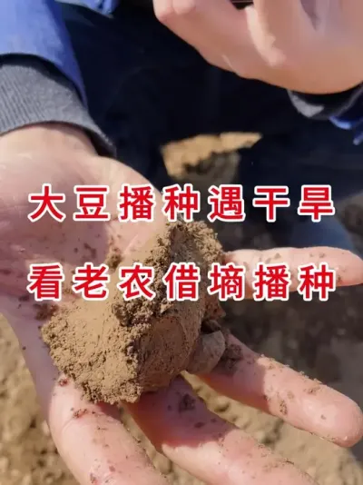 土壤干到裂？看老农&lsquo;借墒播种&rsquo;苗齐苗壮 #三农流量扶持计划 #抖音助农 #农业种植 #大豆种植 #农业植保知识分享